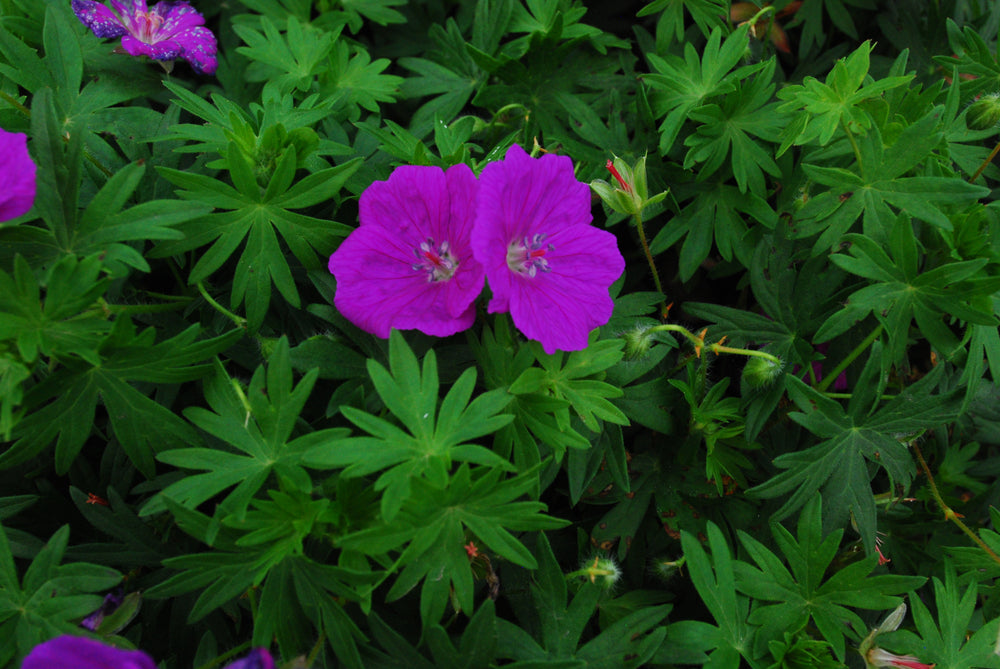 Geranium sanguineum | New Hampshire Purple | Cranesbill