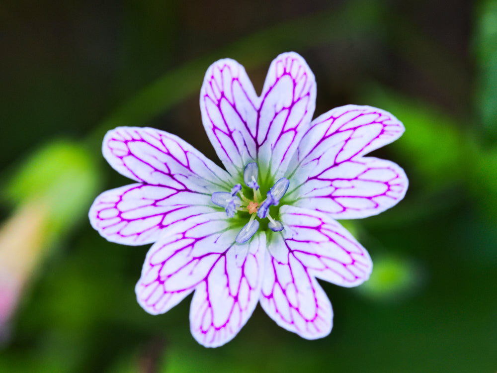 Geranium versicolor | Cranesbill