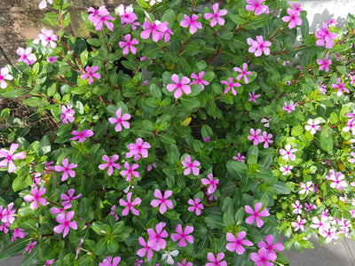 Geranium x hybrid | Sue Crug