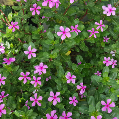 Geranium x hybrid | Sue Crug