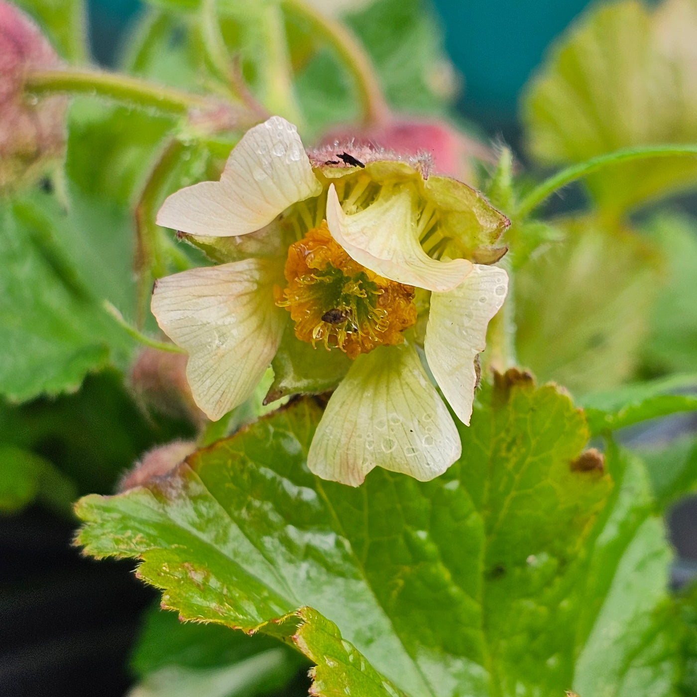 Geum rivale | Blush