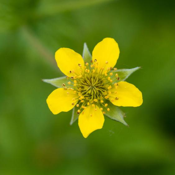 Geum | Dainty Yellow