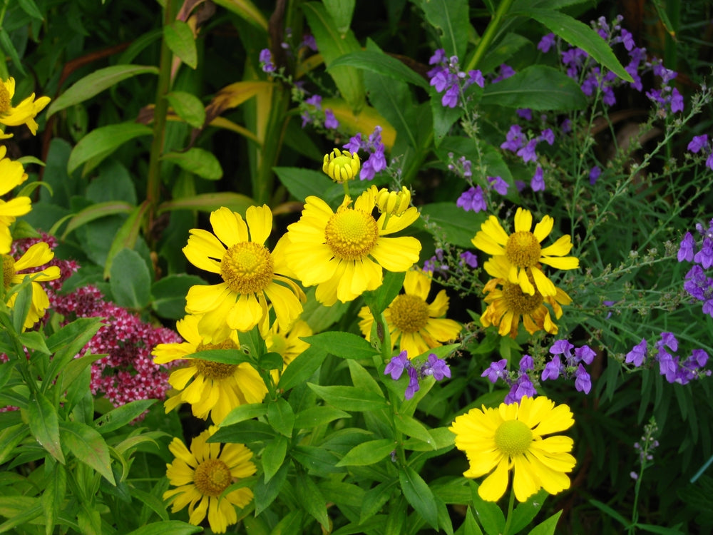 Helenium | Sonnenwunder