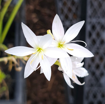 Hesperantha coccinea | Maidens Blush