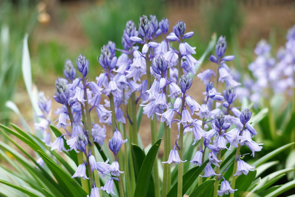 Hyacinthoides Hispanca | Blue Bells