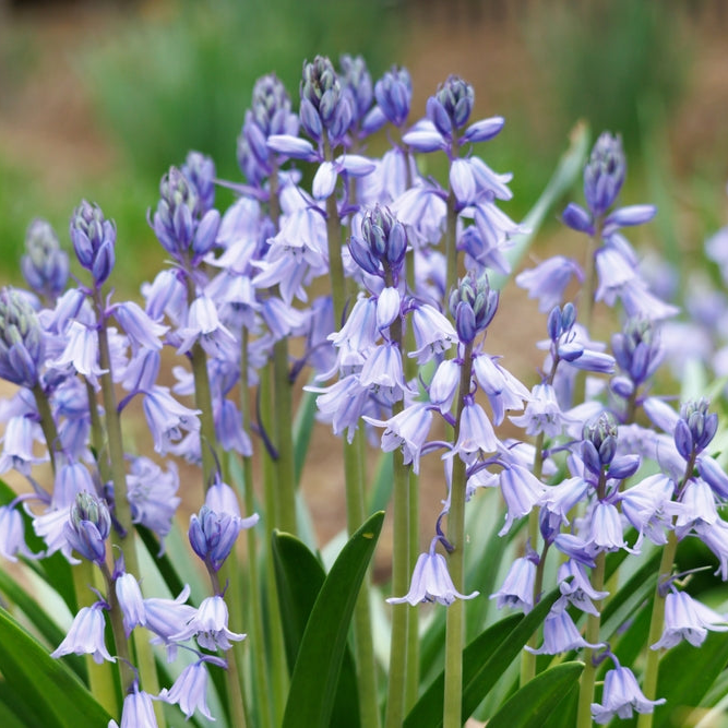 Hyacinthoides Hispanca | Blue Bells