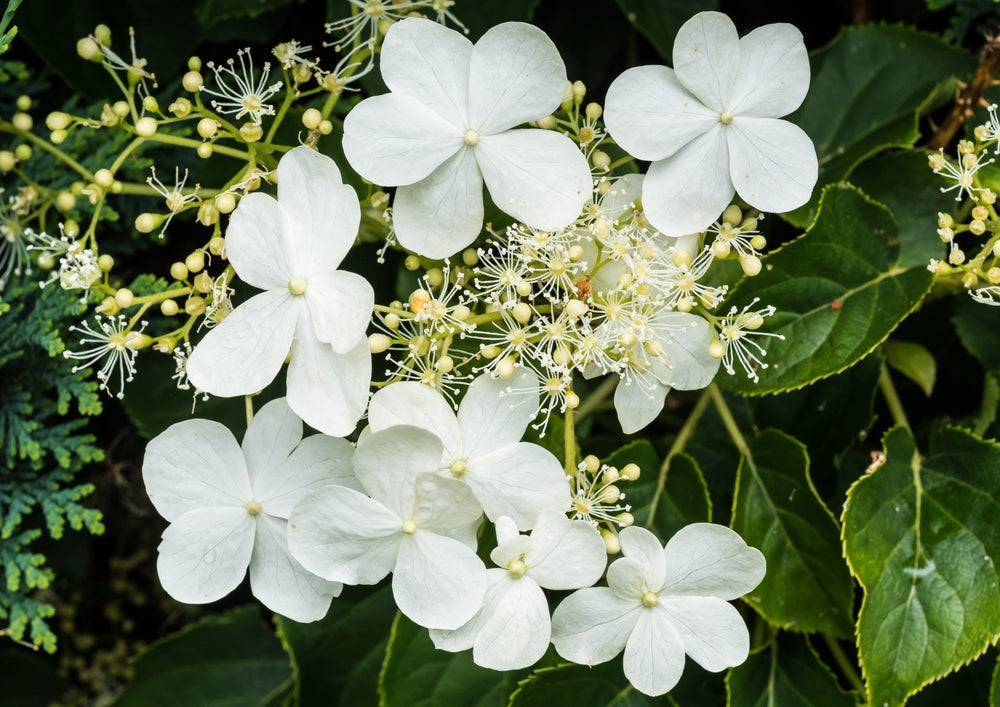 Hydrangea seemanii