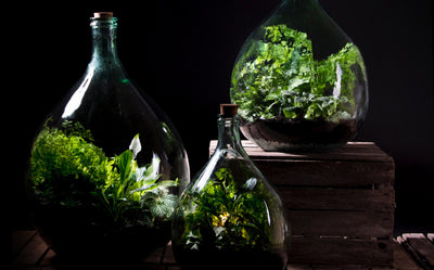 Plant Terranium 5L