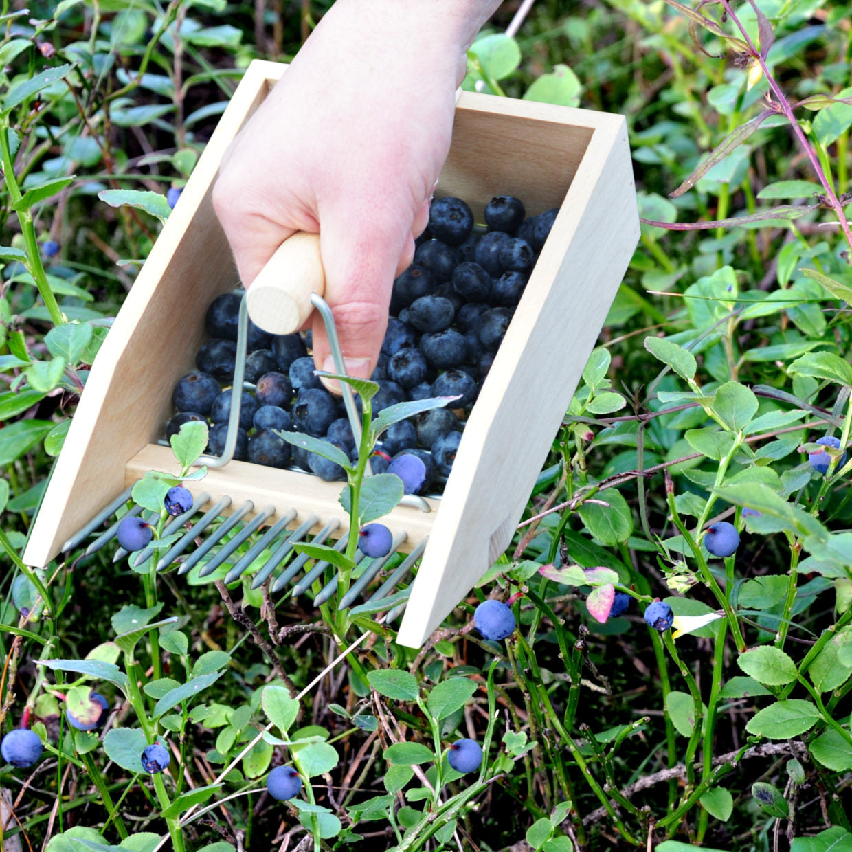 Wooden Berry Picker