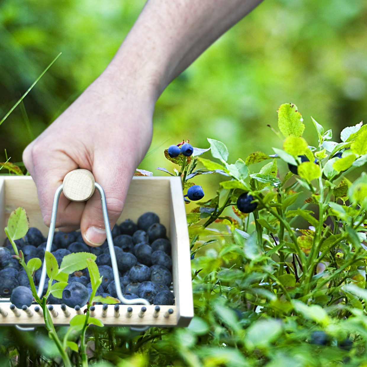 Wooden Berry Picker