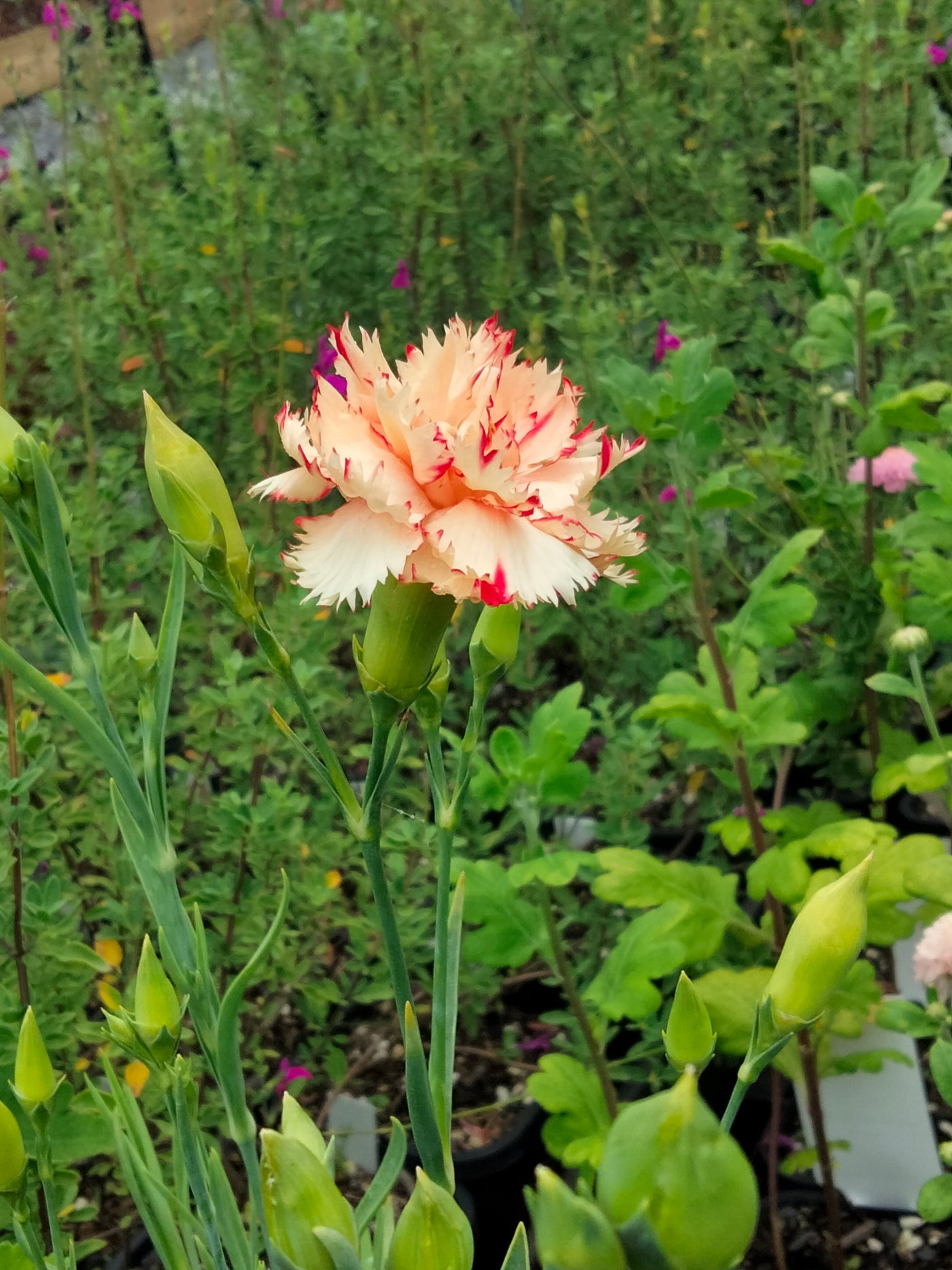 Dianthus caryophyllus | Chabaud Orange Sherbet Carnation