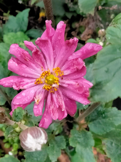 Anemone japonica | Hot Pink