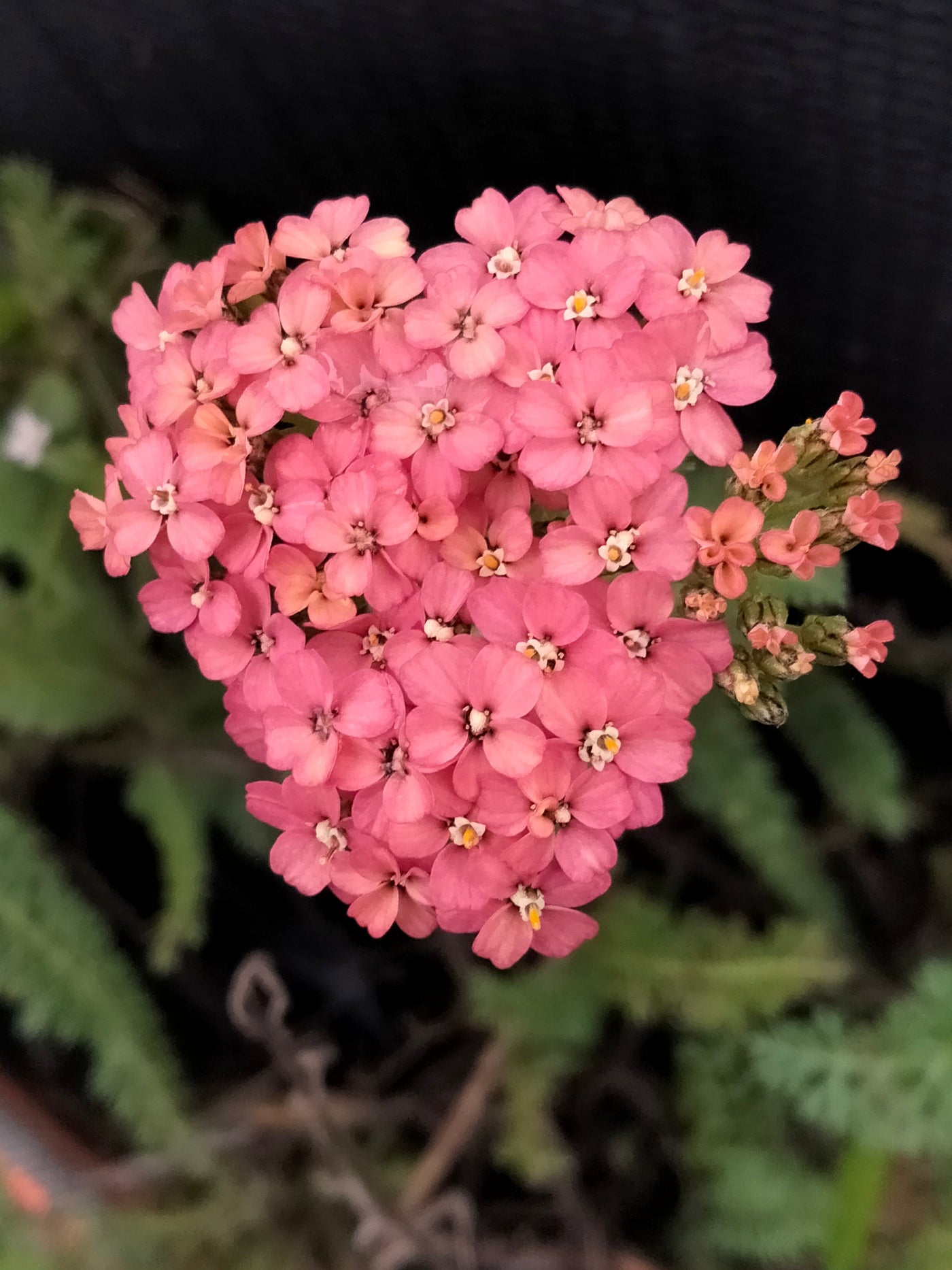 Achillea millefolium | Weser River Sandstone