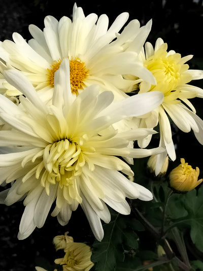 Chrysanthemum | Lemonade Fizz