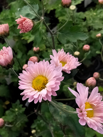 Chrysanthemum | Pretty In Pink