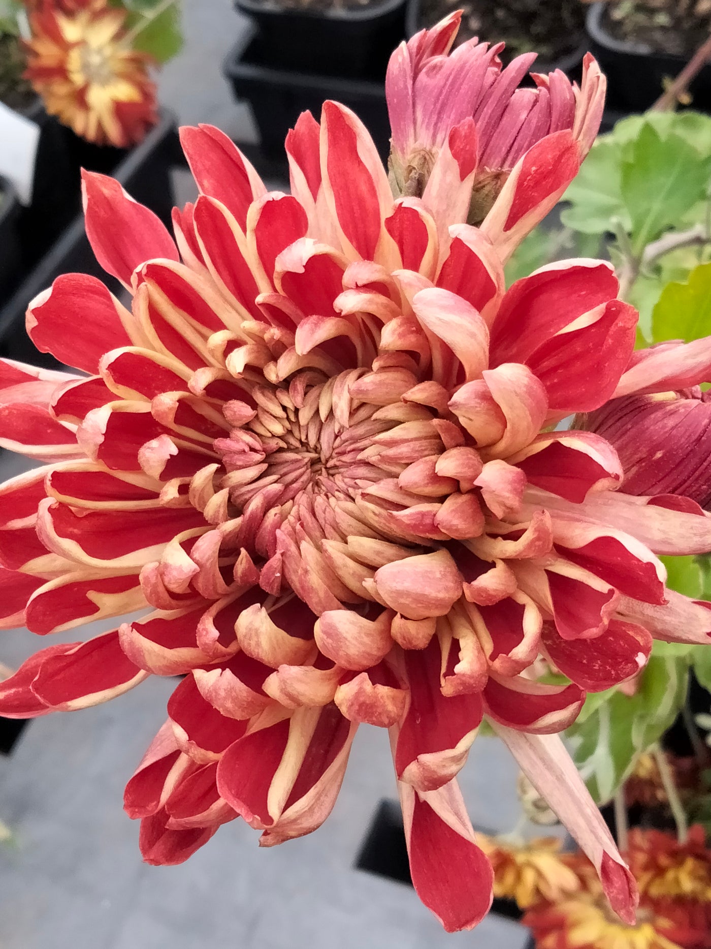 Chrysanthemum | Kokka Shaku