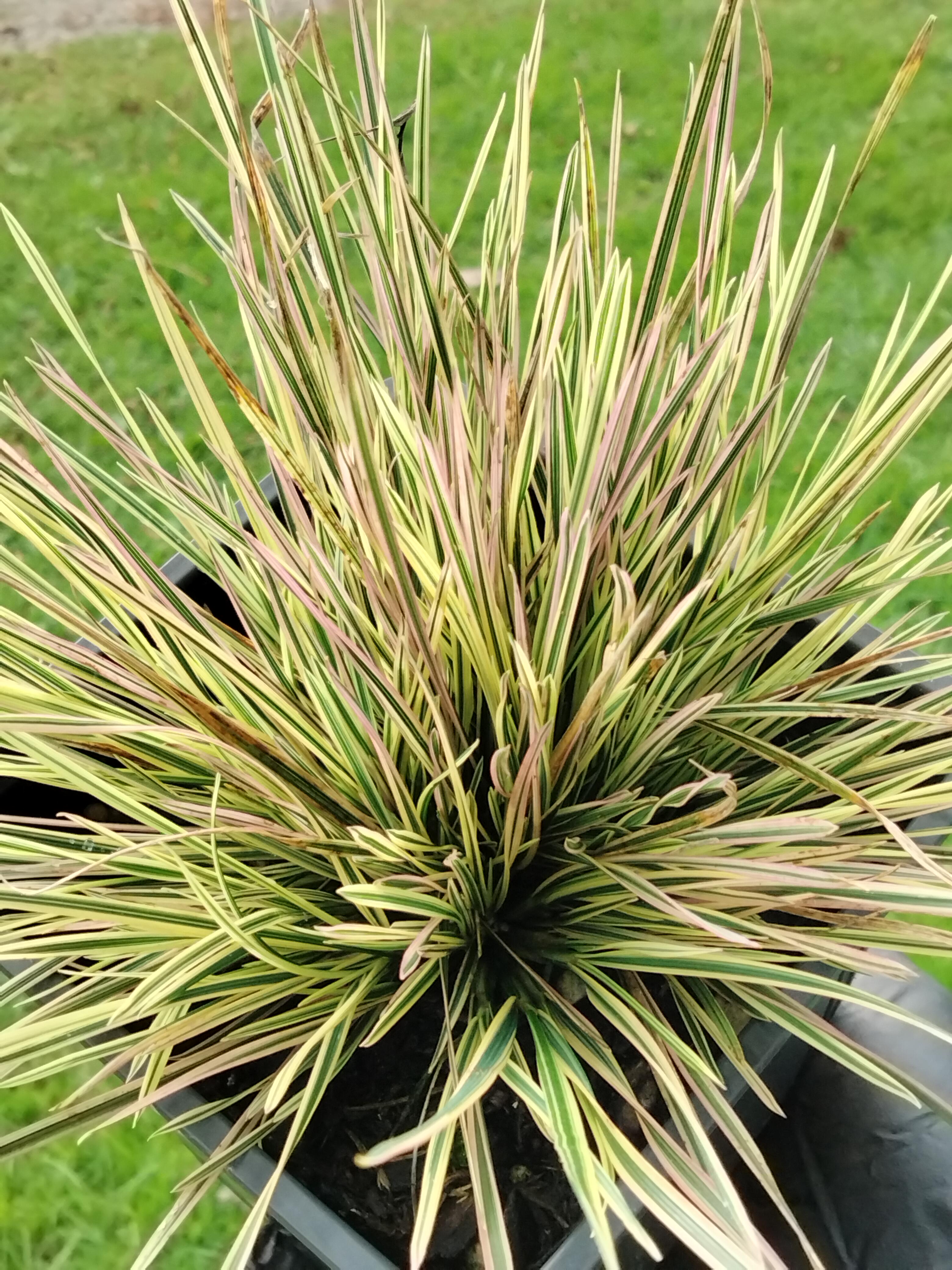 Deschampsia cespitosa | Daybreak | Tufted Hairgrass – Puriri Lane ...