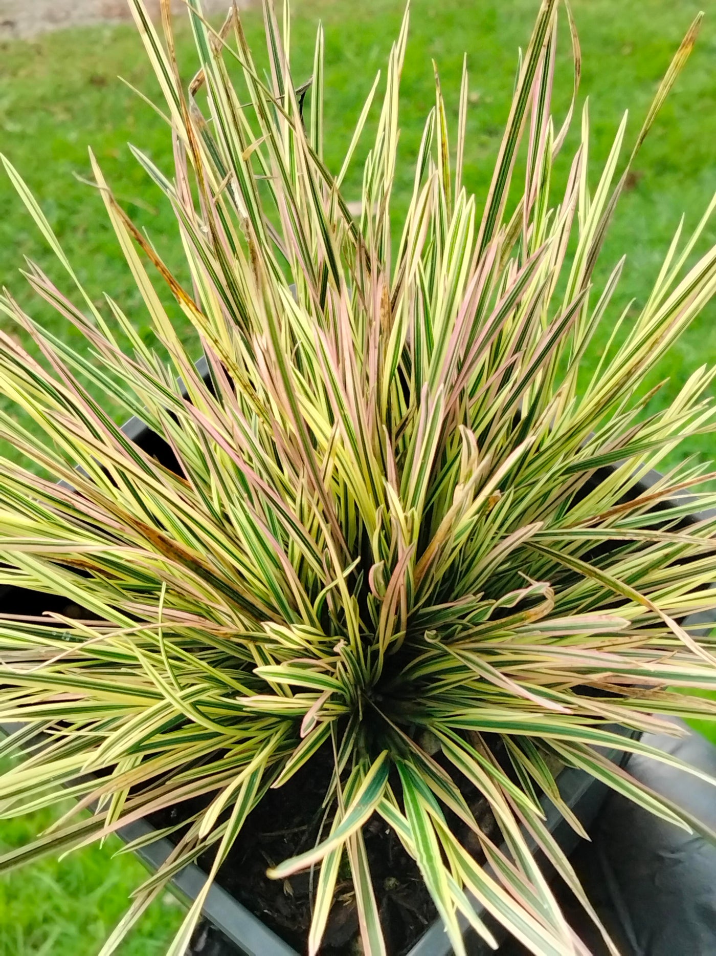 Deschampsia crepitosa | Daybreak | Tufted Hairgrass