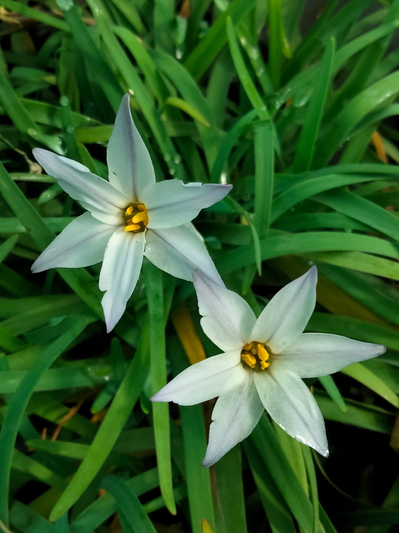 Ipheion uniflorum | Spring Starflower