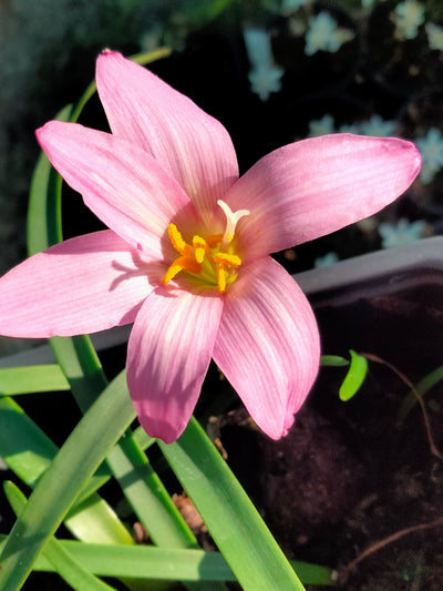 Habranthus robustus | Pink Rain Lily