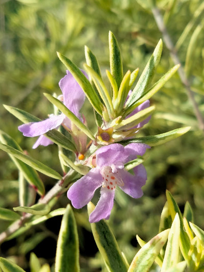 Westringia brevifolia | Lilac And Lace