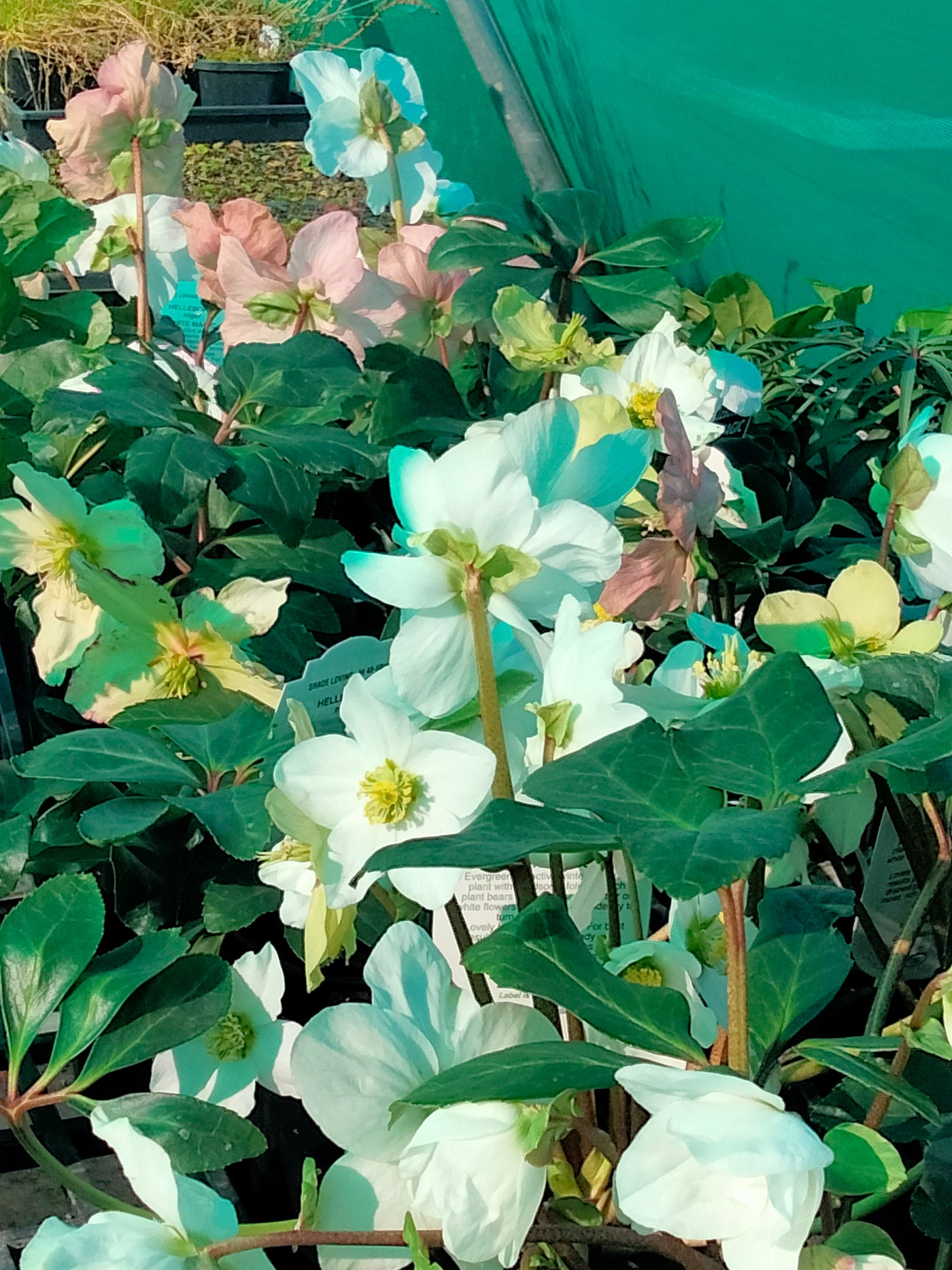 Helleborus niger | White Magic | 2.5L