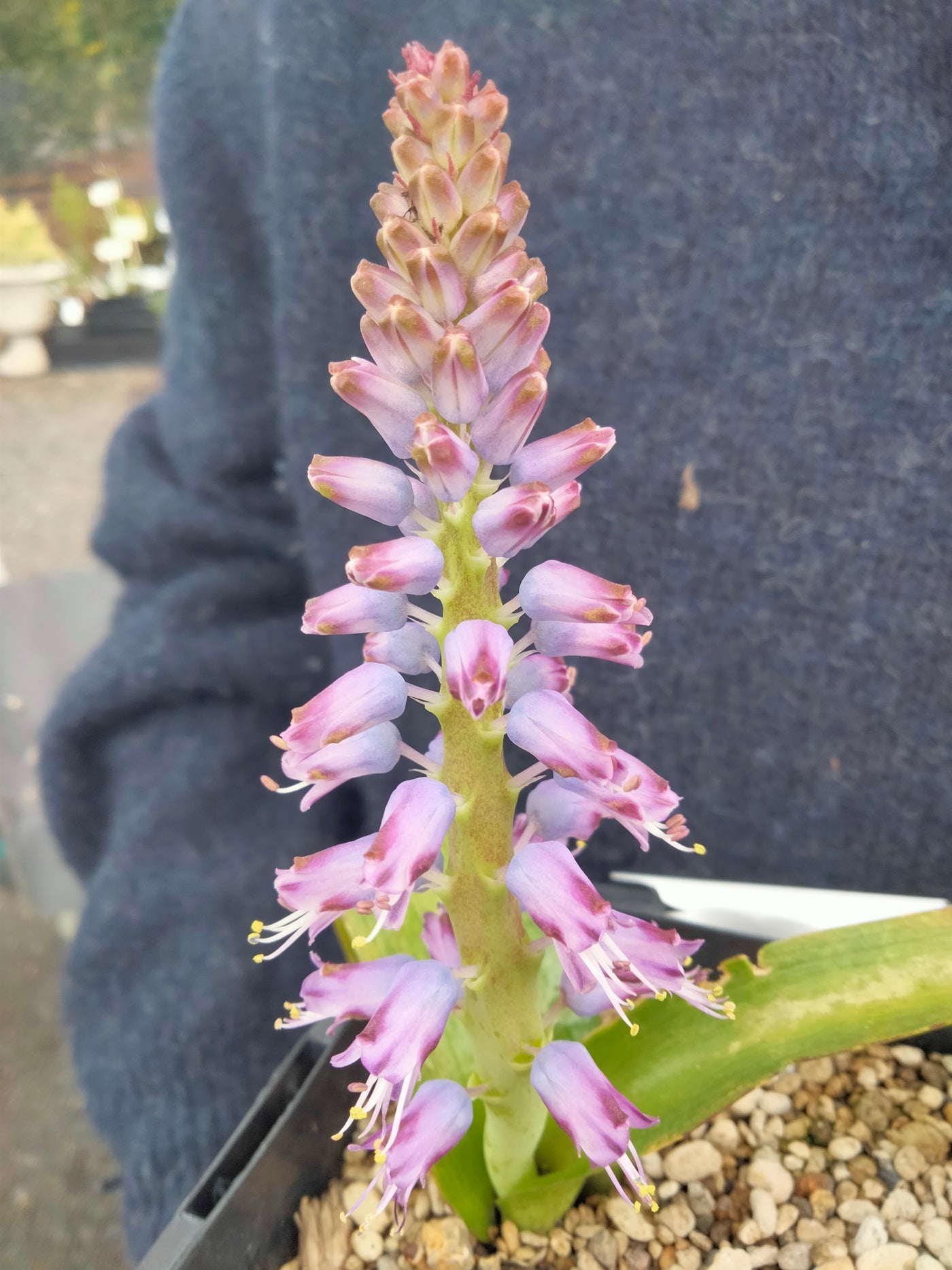 Lachenalia mediana