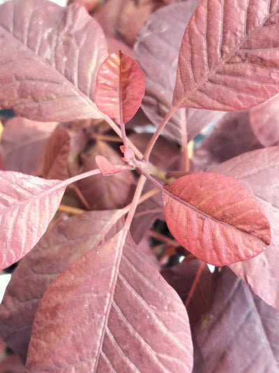 Cotinus coggyria | Purpurea