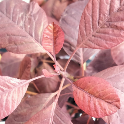 Cotinus coggyria | Purpurea