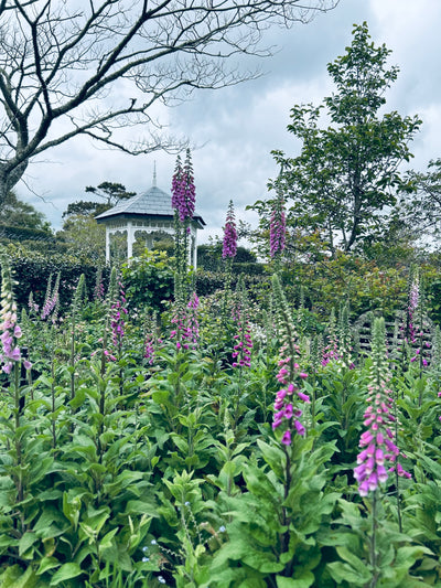 ~ Open Day ~                       Garden Walk & Devonshire Tea