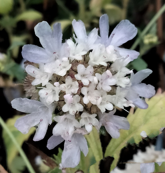 Scabiosa stellata | Starball