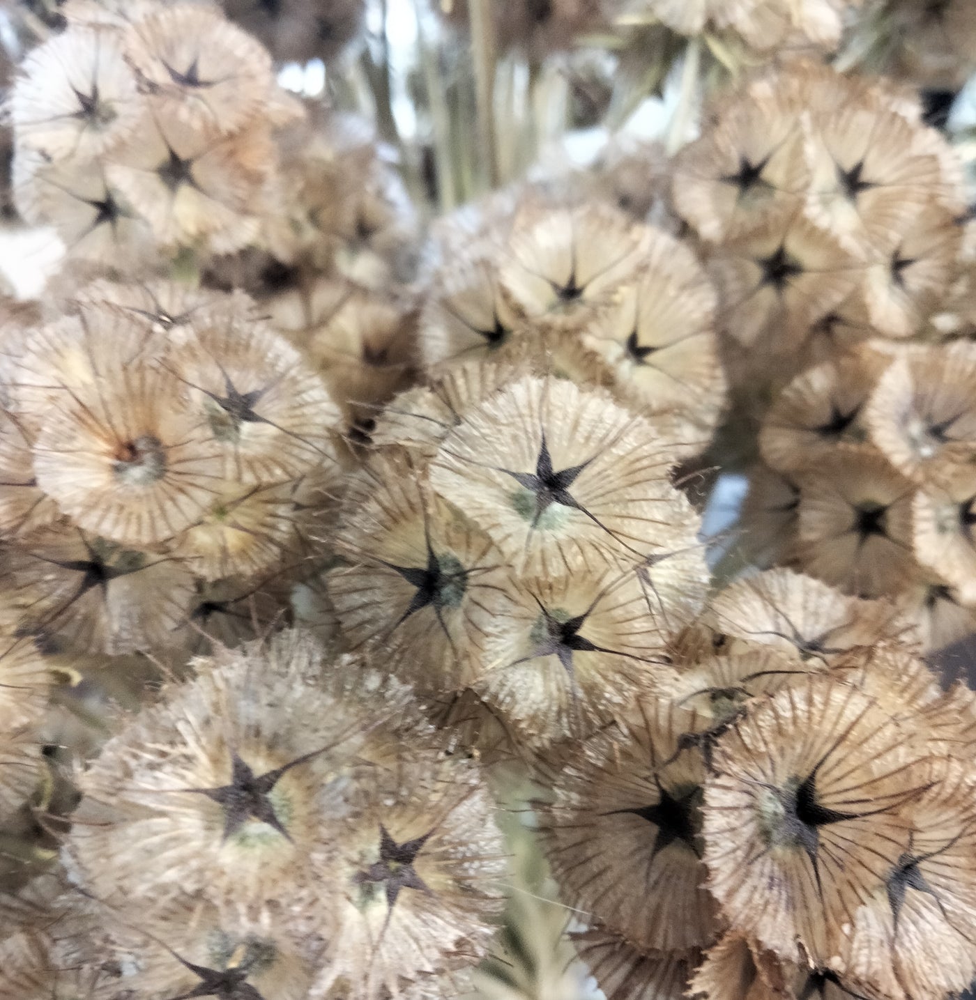 Scabiosa stellata | Starball