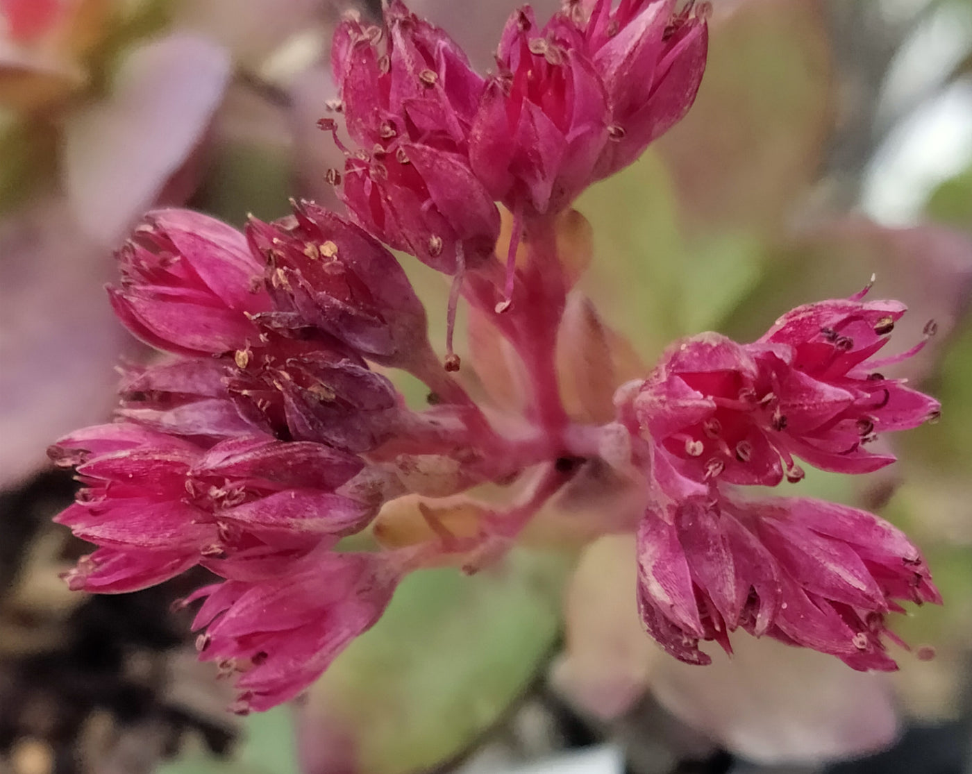 Sedum telephium | Vera Jamieson | Stonecrop