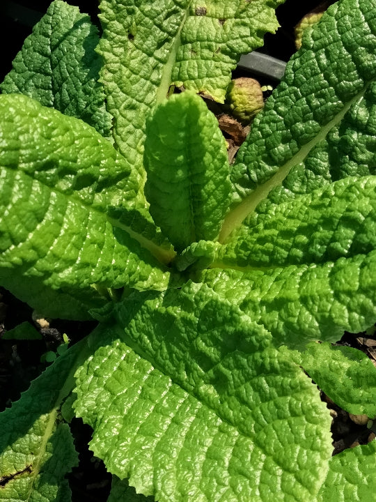 Primula prolifera | Helodoxa