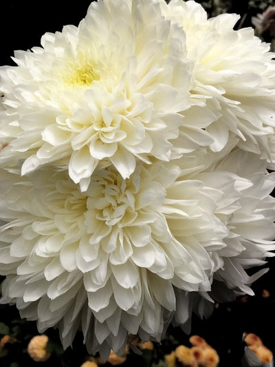 Chrysanthemum | Sussex White