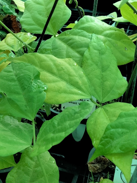 Vigna caracella | Snail Vine