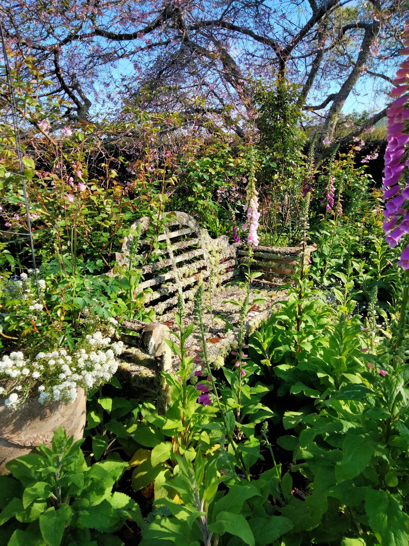 ~ Open Day ~                       Garden Walk & Devonshire Tea