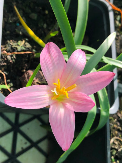 Habranthus robustus | Pink Rain Lily