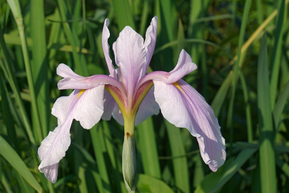 Iris ensata | Rose Queen | Japanese Water Iris