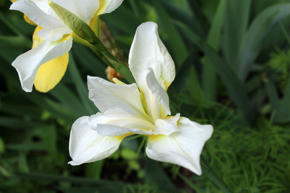 Iris sibirica | Alba