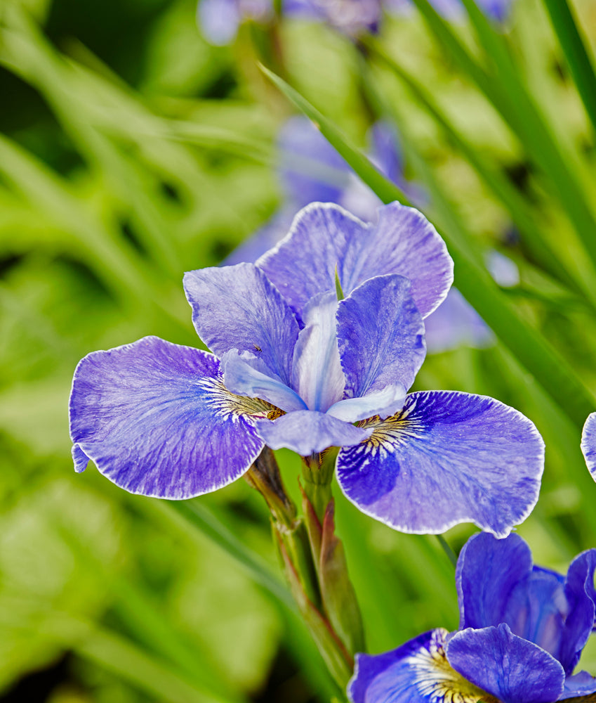 Iris sibirica | Silver Edge
