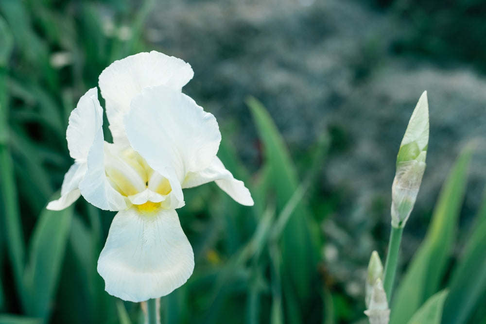 Iris sibirica | Snow Queen