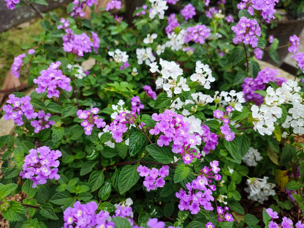 Lantana montevidensis | Lavender Swirl