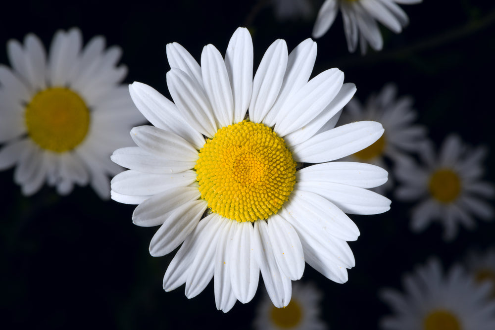 Leucanthemum x superbum | Single | Shasta Daisy