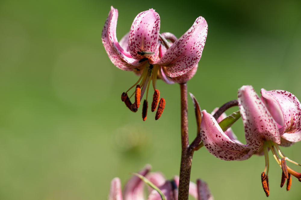 Lilium martagon | Early Bird | Turks Cap