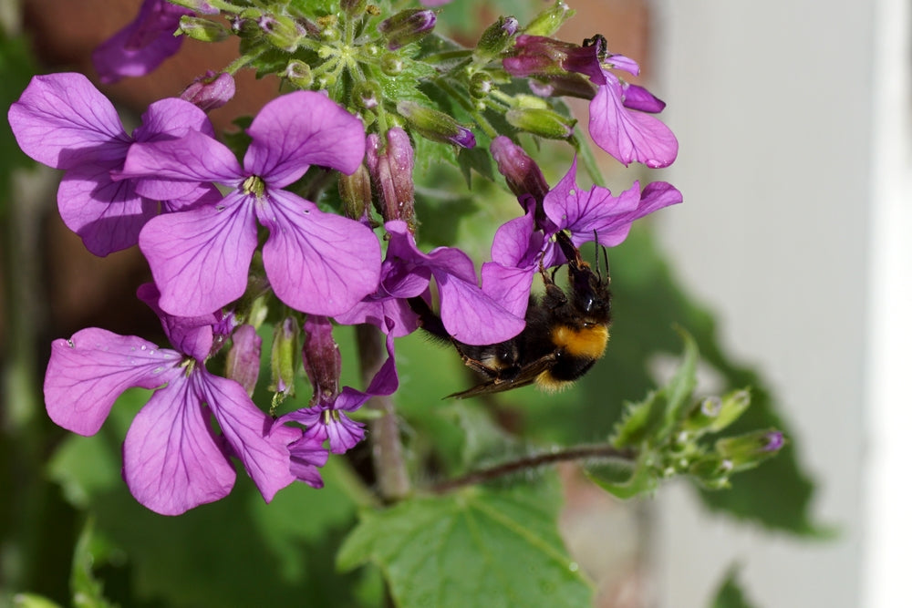 Lunaria annua | Honesty