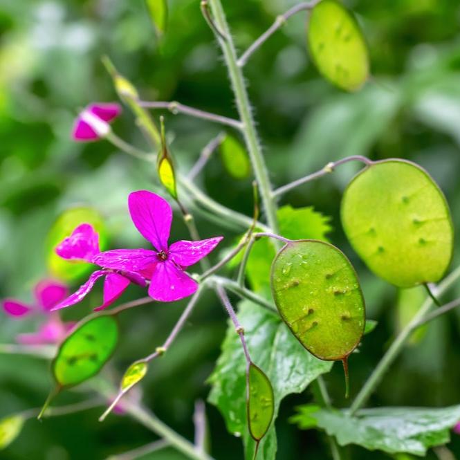 Lunaria annua | Honesty