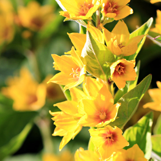 Lysimachia punctata | Large Yellow Loosestrife