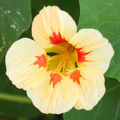 Tropaeolum majus | Nasturtium | Peach Melba