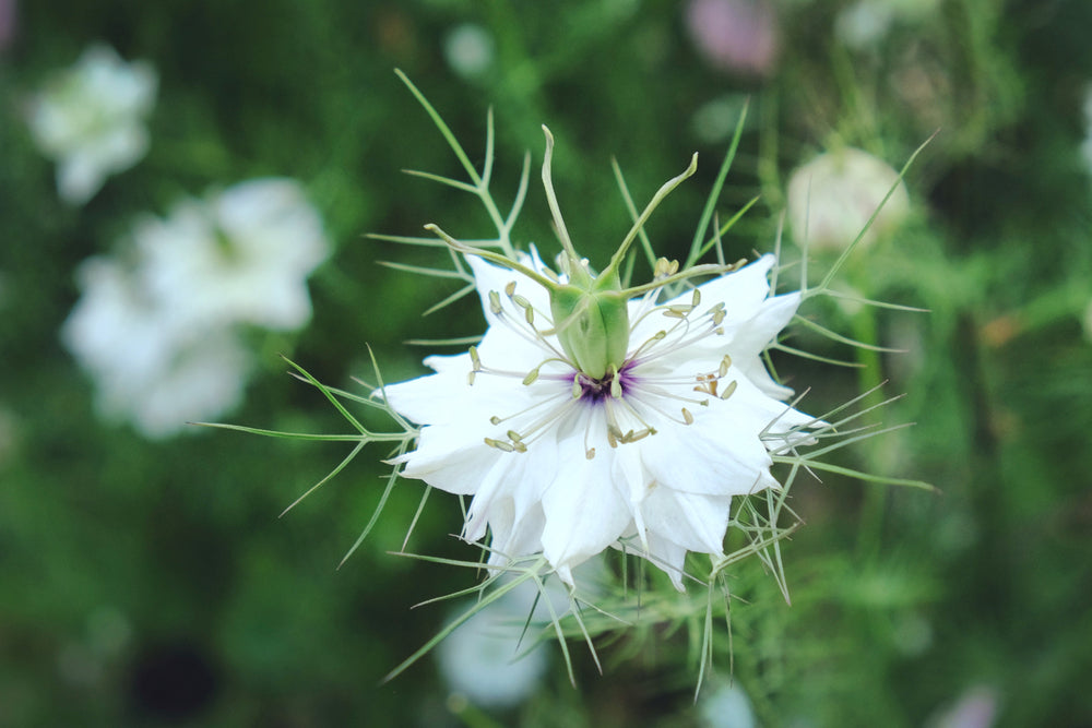 Nigella damascena | Albion Black Pod